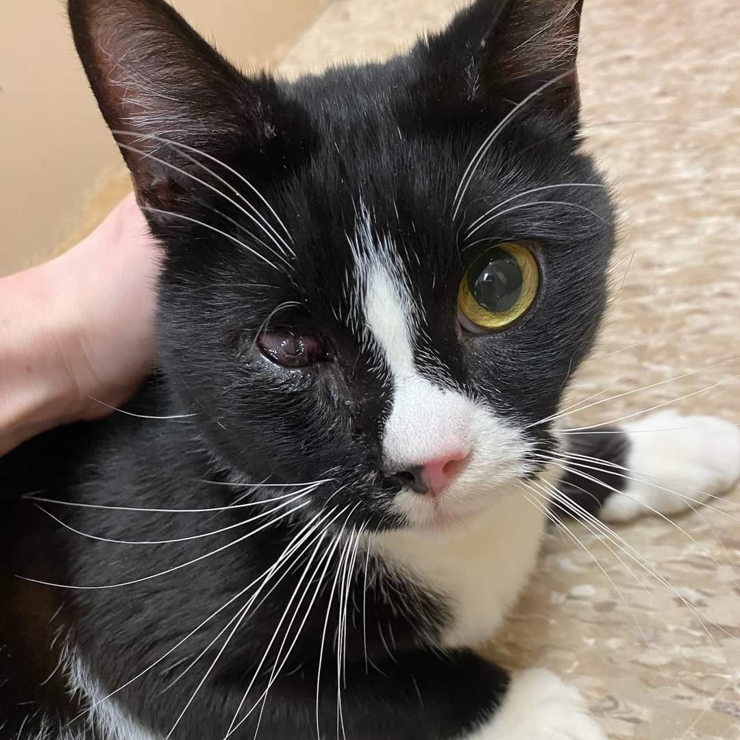 Bide Awhile - We’re fundraising for animals like Bandit, our one-eyed buddy