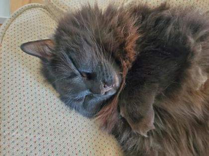 NS SPCA Adoptables - Marie