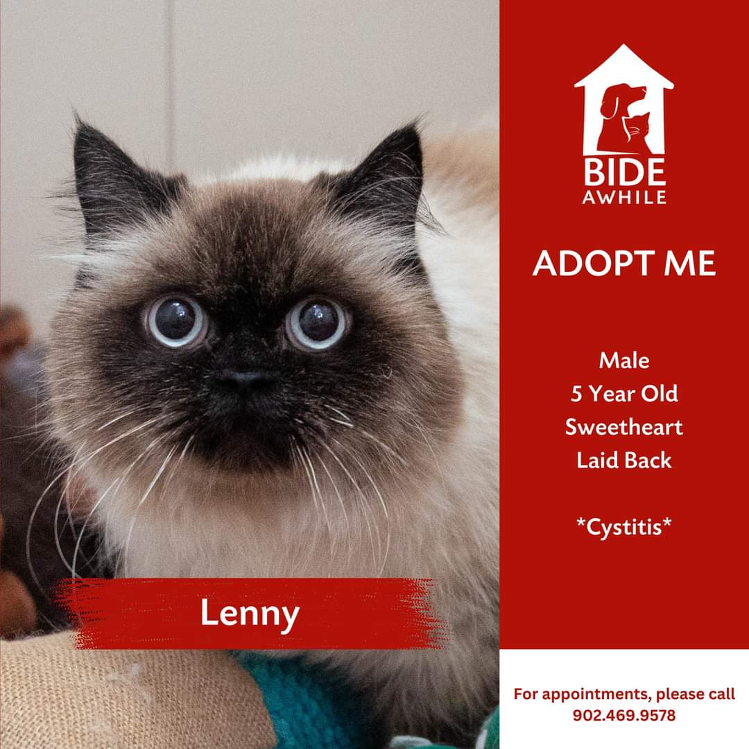 Bide Awhile - Meet our feature companion: Lenny