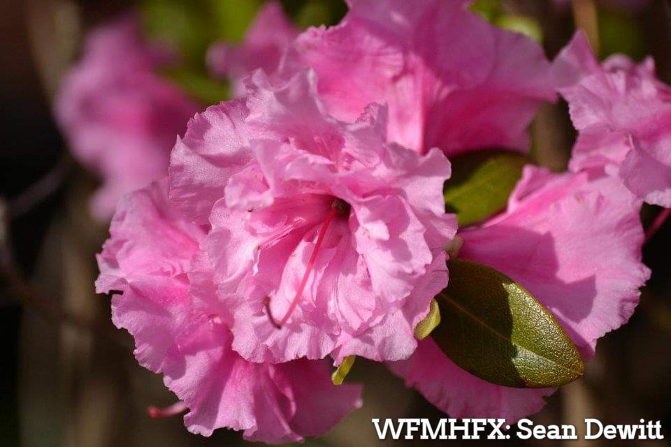 The Halifax Regional Municipality is inviting residents to attend the Annual Greenhouse Open House on Saturday, May 25