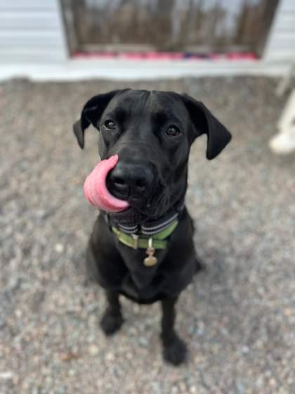 NS SPCA Adoptables - Jupiter