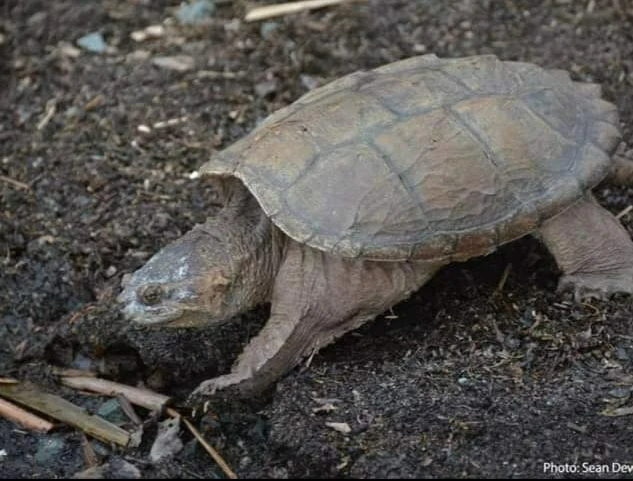 DYK? Today, May 23, is World Turtle Day
