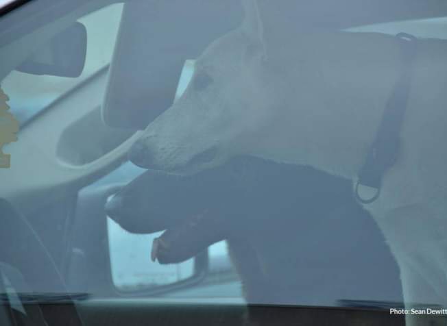 With warm and sunny weather forecasted for the week, Halifax Regional Police reminds citizens to not leave their pets in parked vehicles