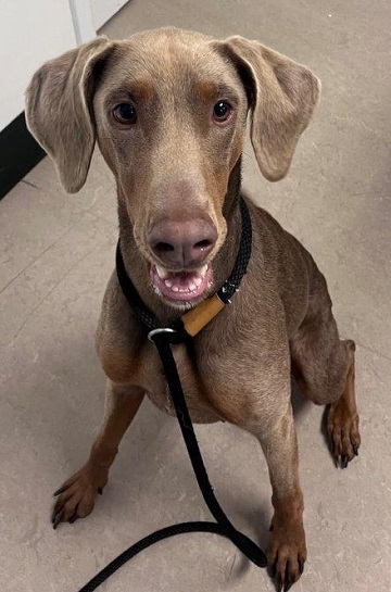Found pets currently in the care of Halifax Animal Services