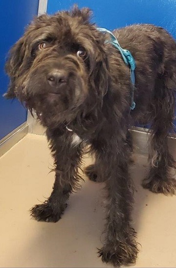 Found pets currently in the care of Halifax Animal Services