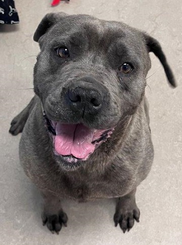 Found pets currently in the care of Halifax Animal Services