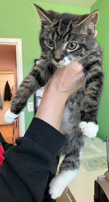 Found pets currently in the care of Halifax Animal Services