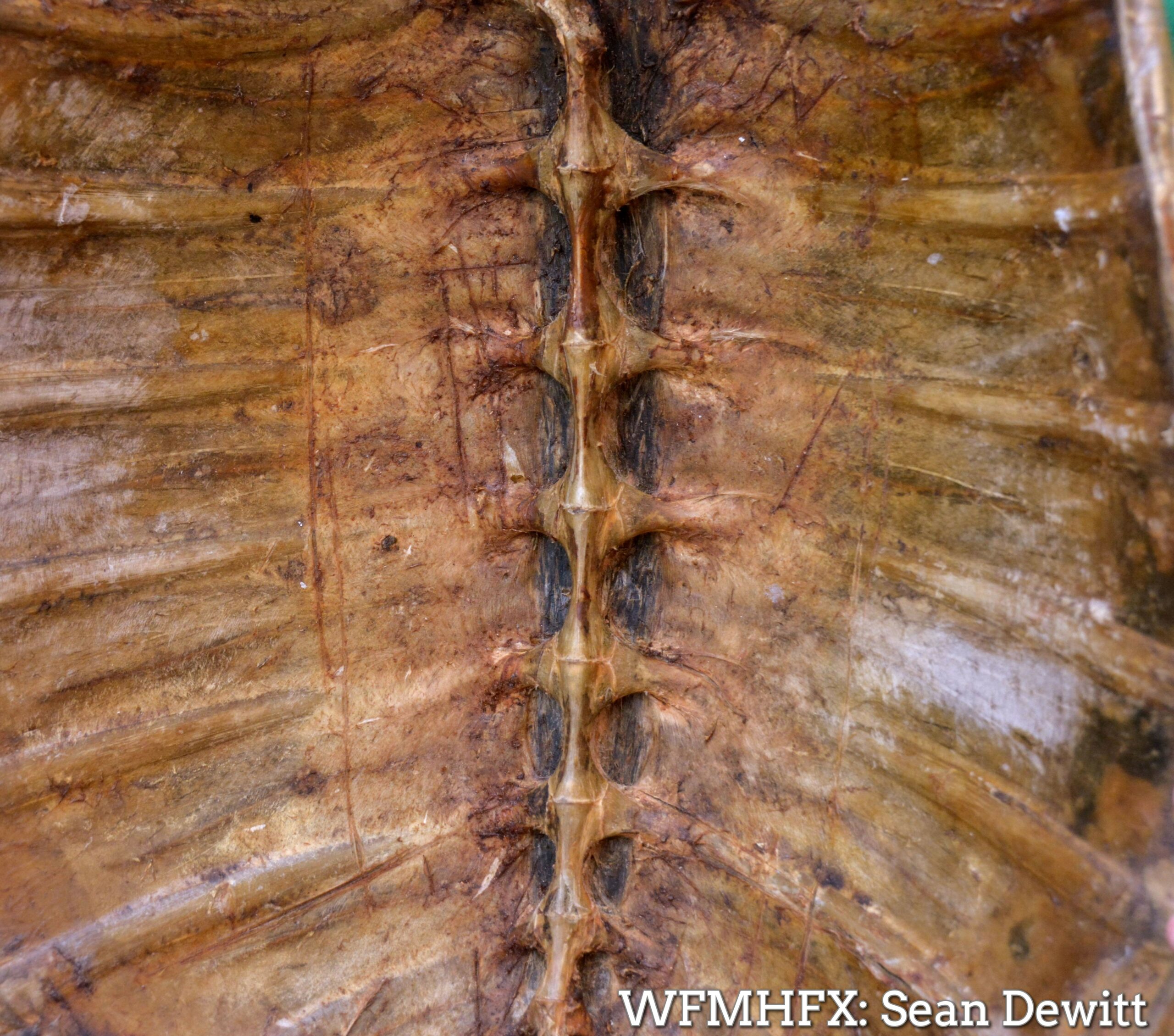 Ever wonder if a turtle is really connected to their shell?