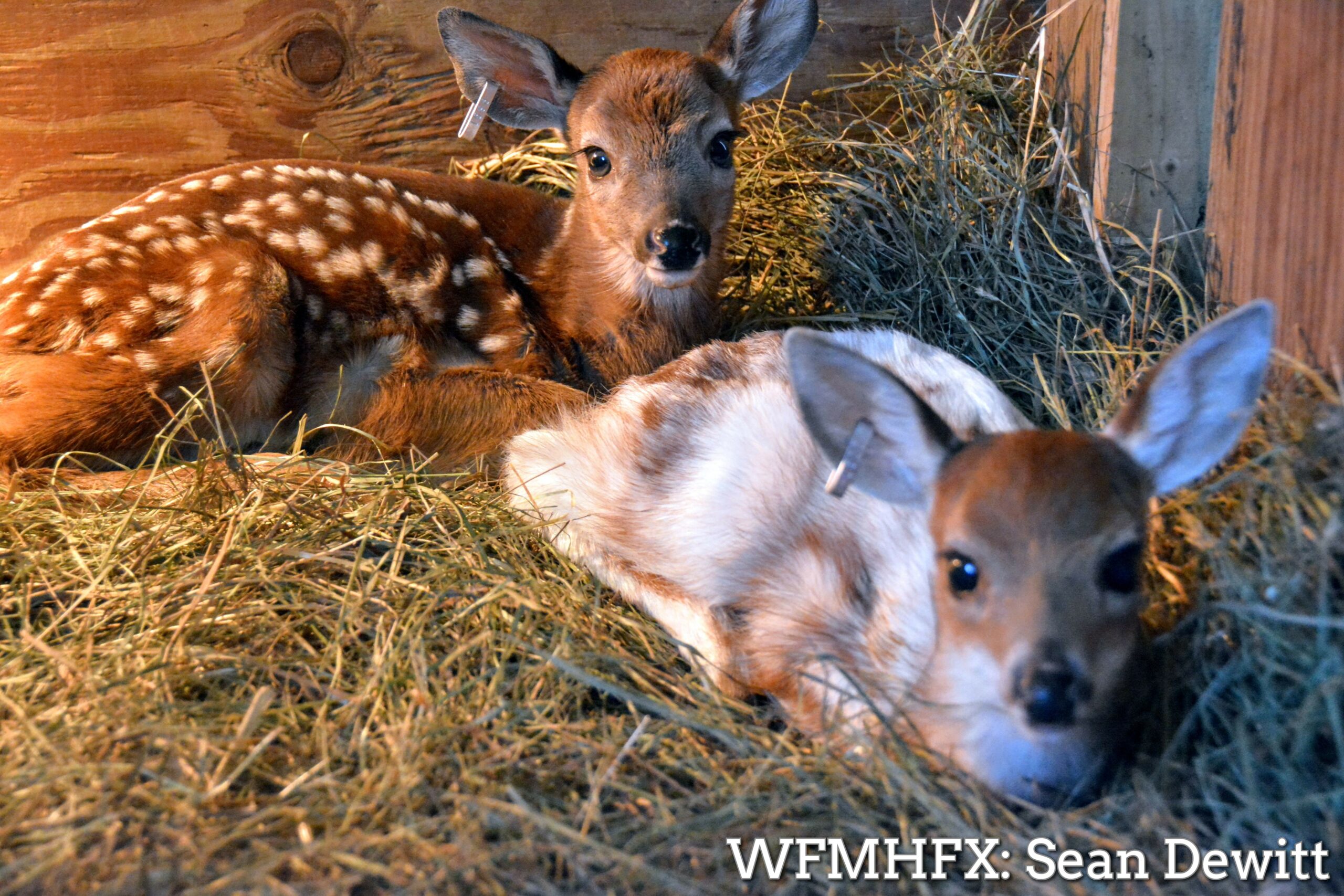 Hope for Wildlife has a unique orphan in their care - A piebald fawn