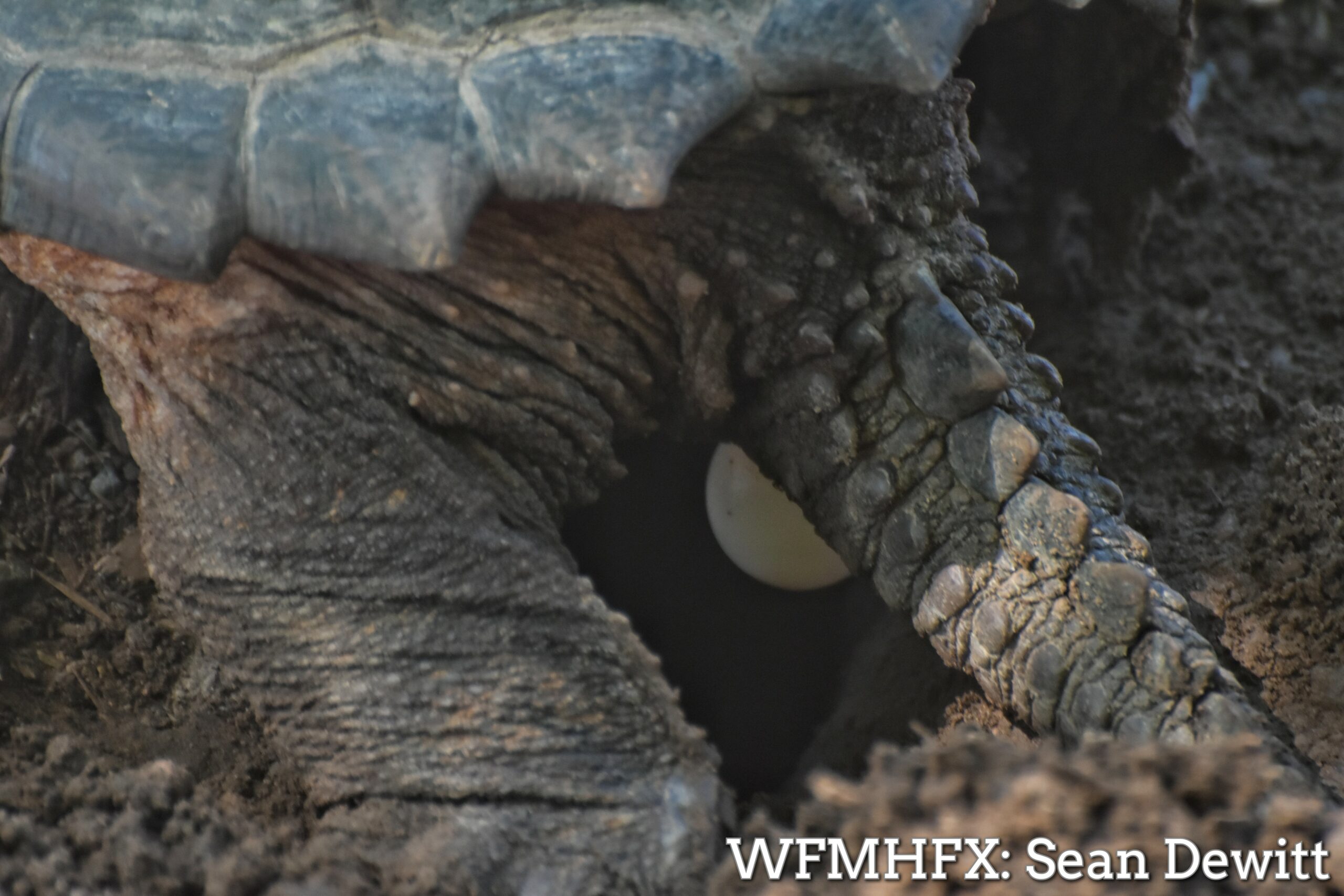 In photos - A little mama dinosaur, determination on her face, nested near the water in Dartmouth earlier today