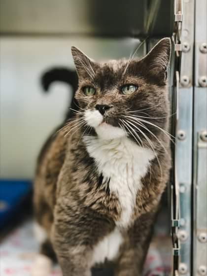 NS SPCA Adoptable - George