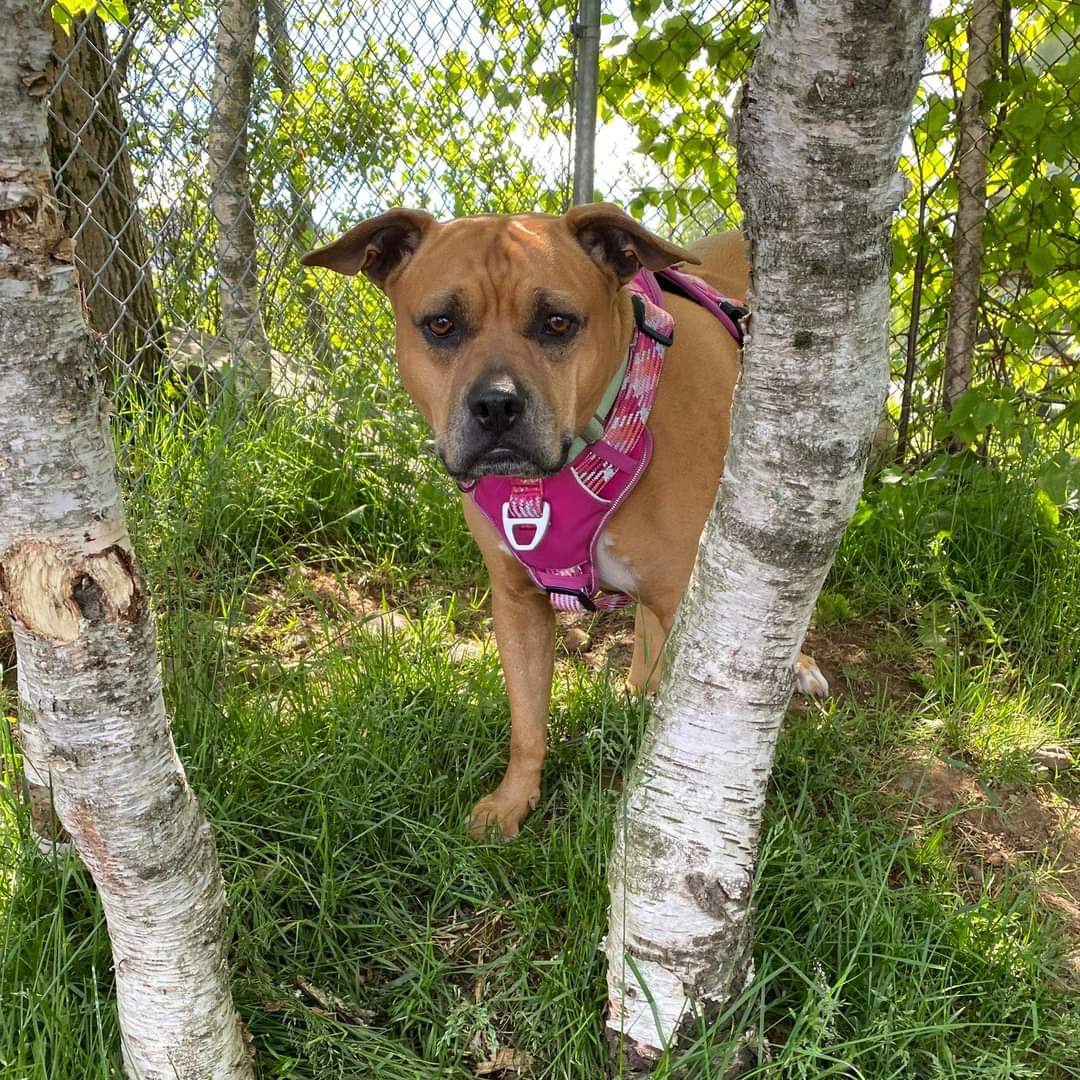 NS SPCA Adoptable - Jade