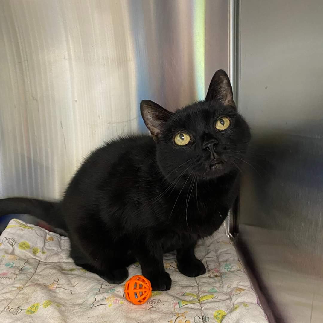 NS SPCA Adoptable - Toby Beaver