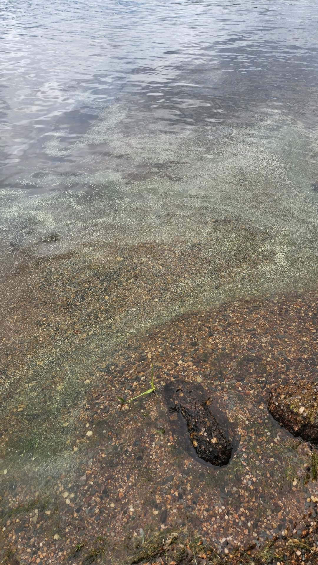 There has been a report of blue-green algae at the following location