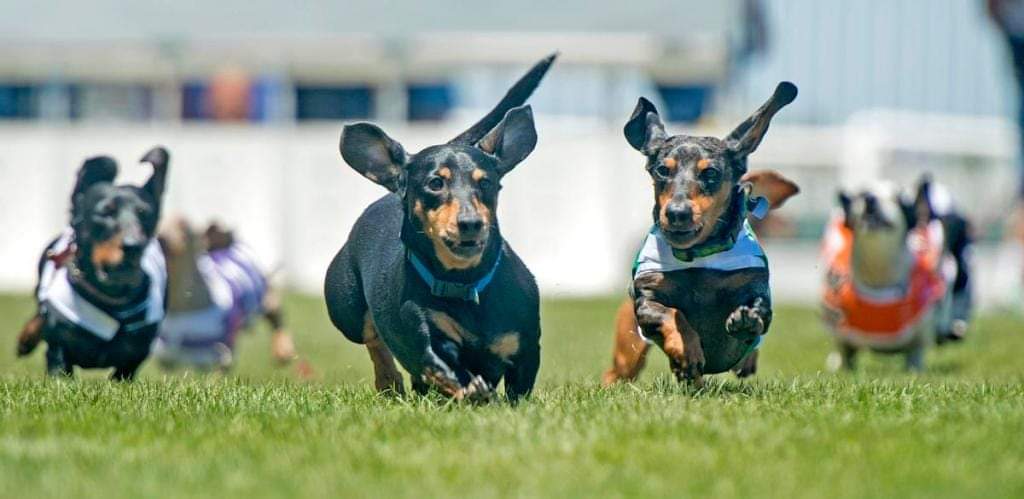 Weinerpawlooza returns July 11 from 10am to 1pm 