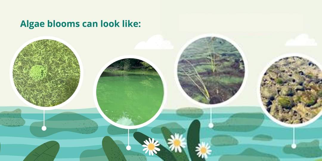 There has been a report of blue-green algae