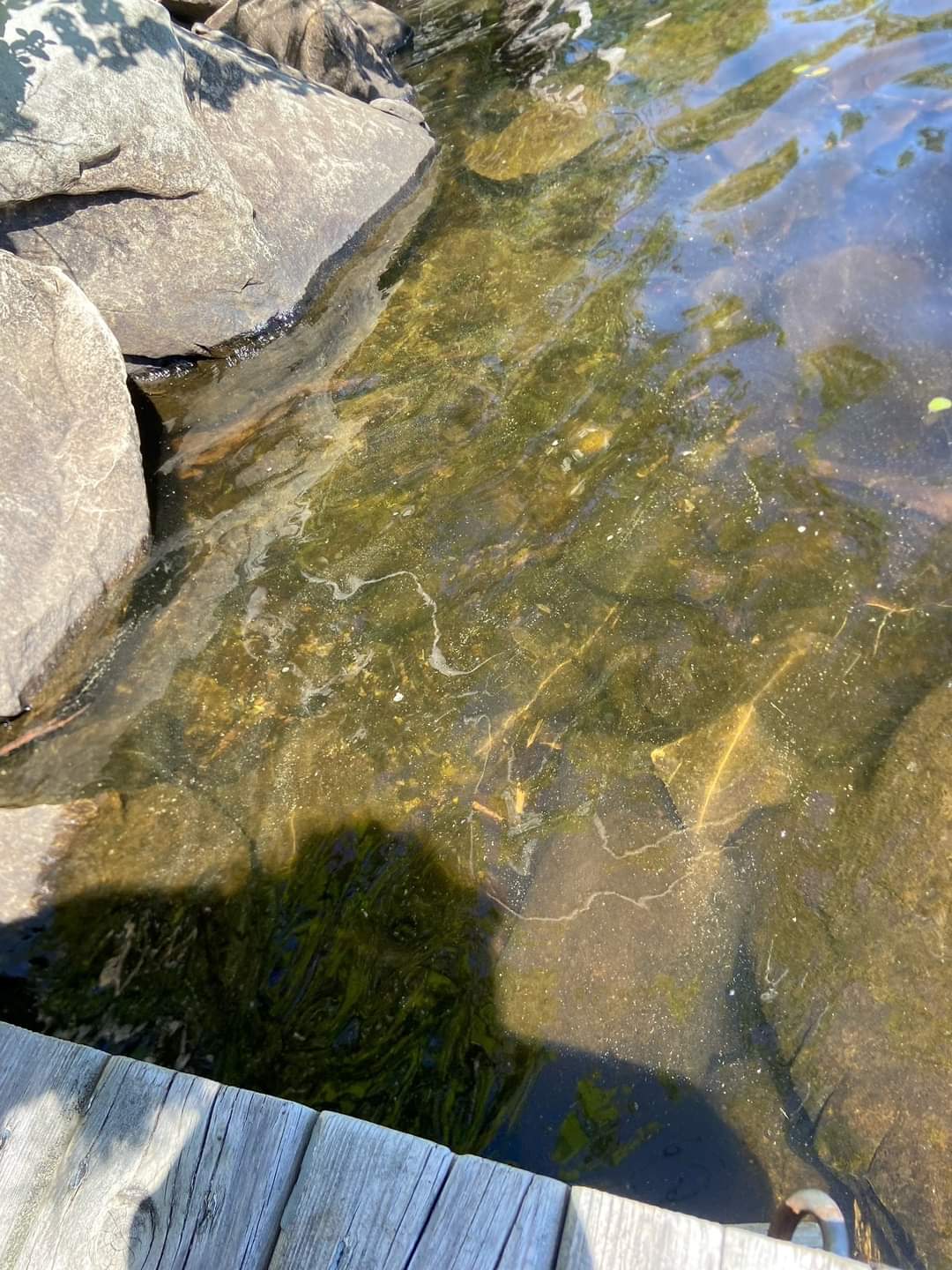 There has been a report of blue-green algae at the following location