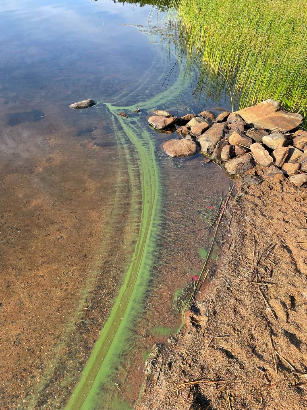 There has been a report of blue-green algae at the following location