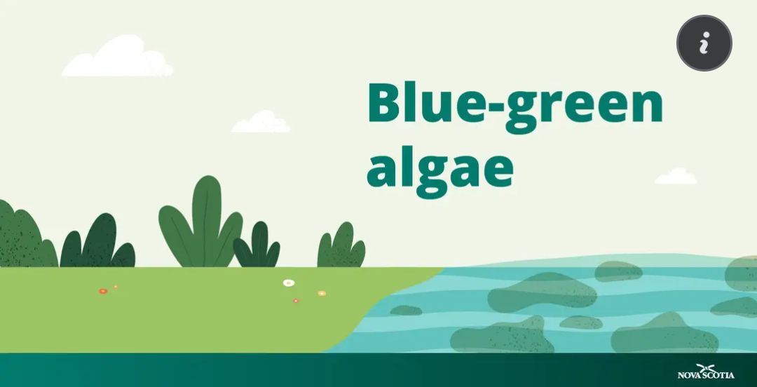 There has been a report of blue-green algae at the following location
