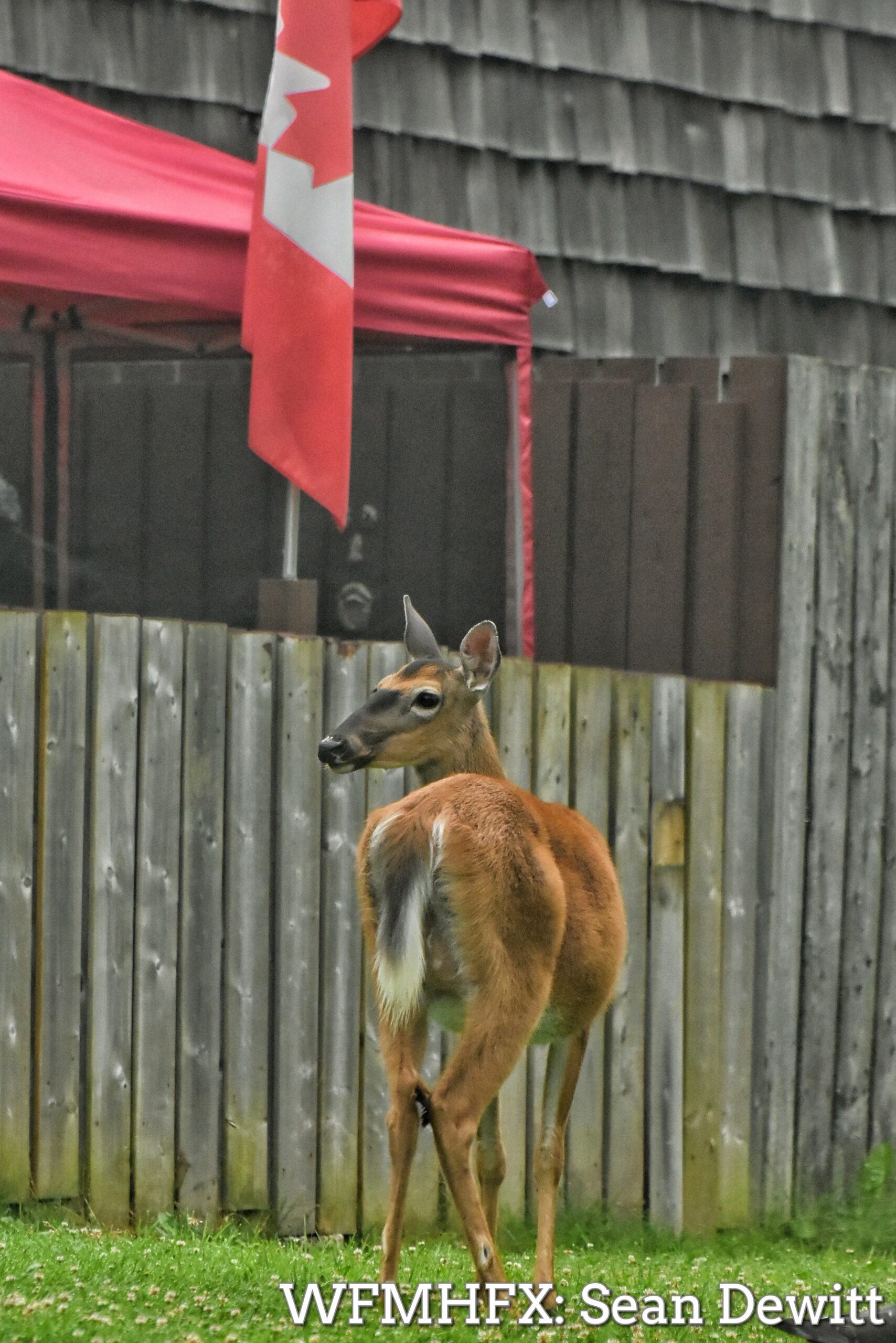 Happy Canada Day!