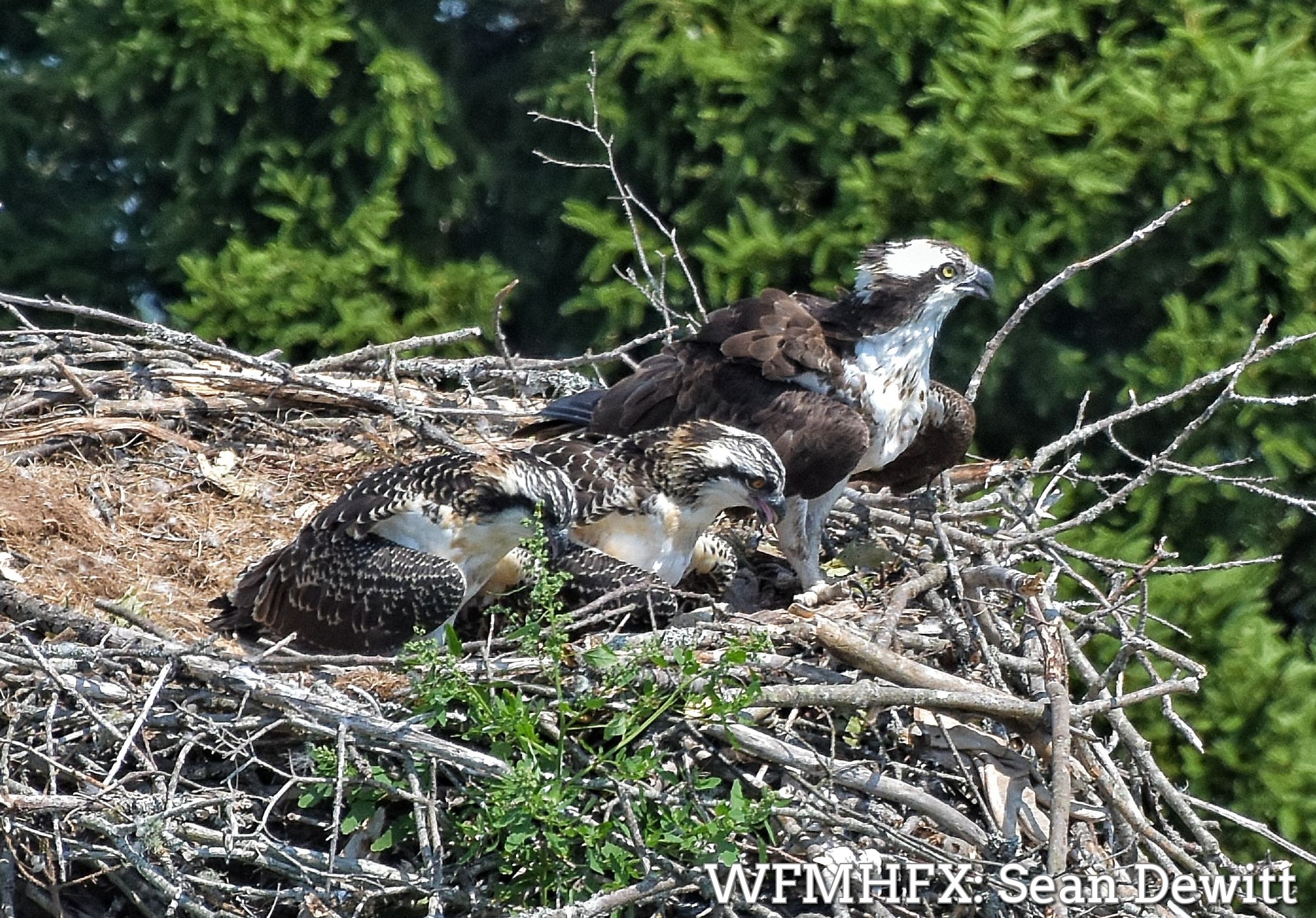Oscar and Ethel, osprey at Russell Lake, have two beautiful new kids in the nest this year, Heidi and Skylor