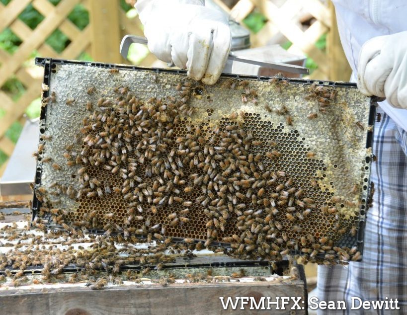 More Support for Nova Scotia Beekeepers  