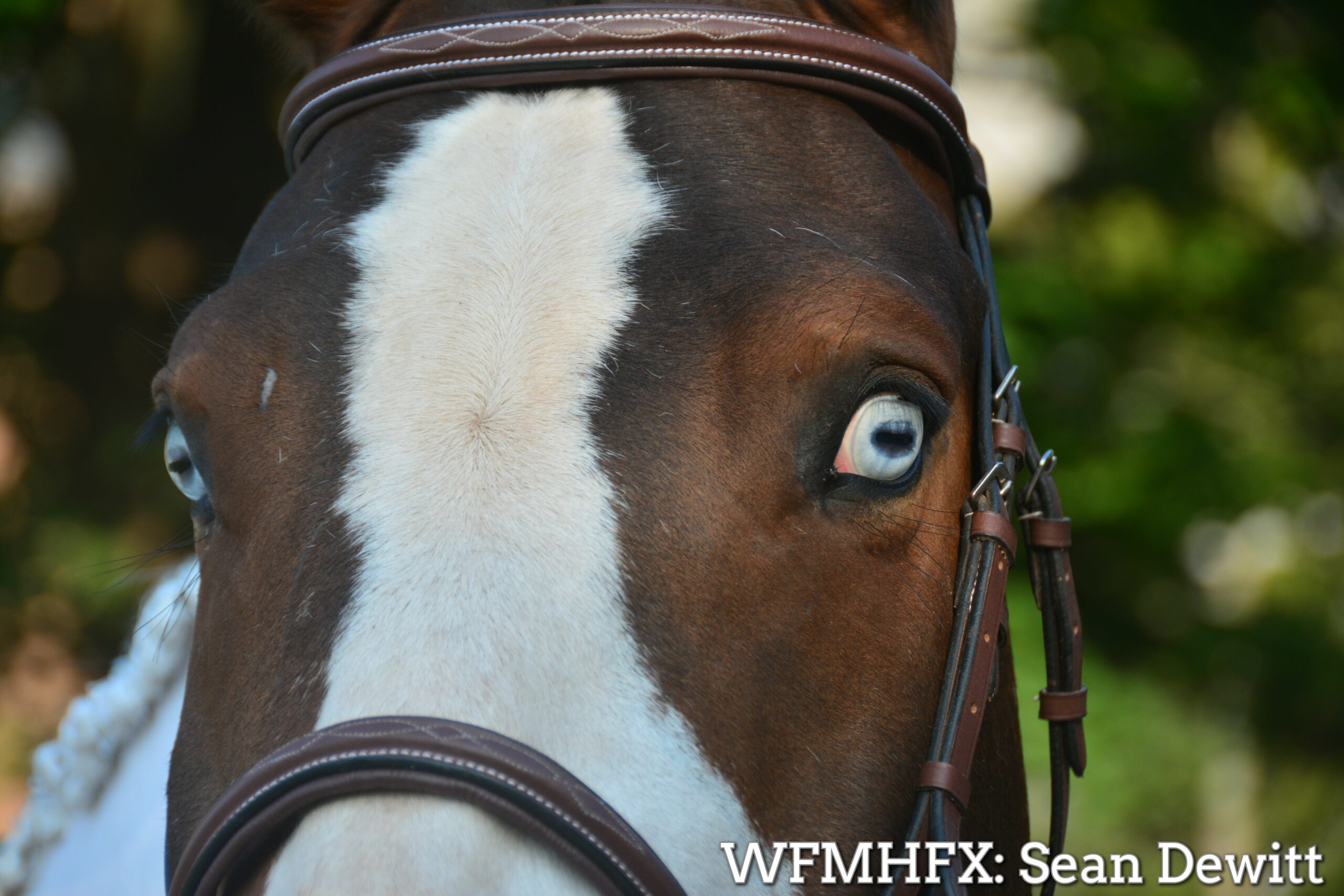 The 33rd annual Downtown Horse Show is underway at the Halifax Lance's in Halifax