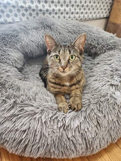 NS SPCA Adoptable - Digi