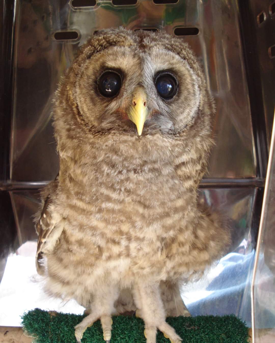 Today is Oliver the Barred Owl's 13th forever home day with Hope for Wildlife!