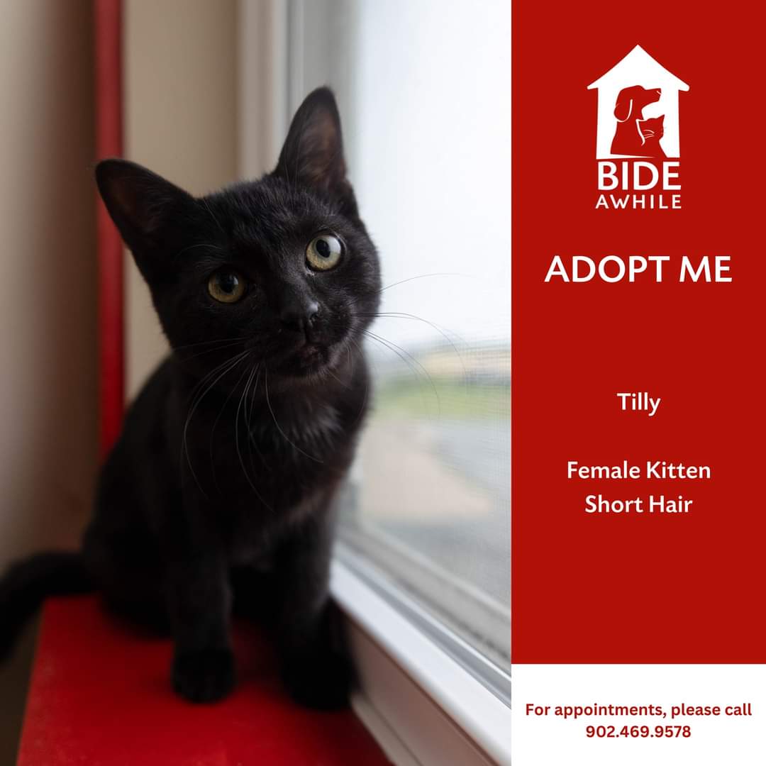 Bide Awhile - We've got some more kitten cuteness happening at the shelter!