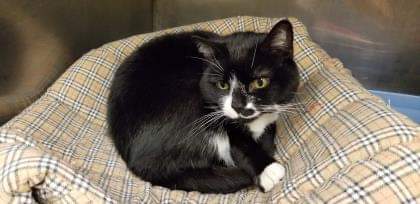 NS SPCA Adoptable - Daisy