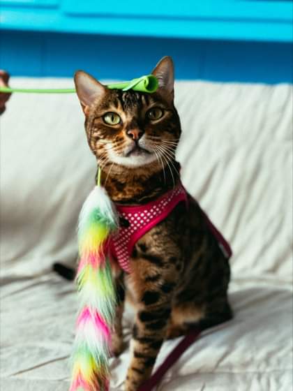 NS SPCA Adoptables - Kitty: The Enchanting Bengal Cat!