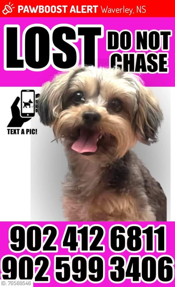 Please spread the word for this lost dog. Bella was LOST on July 22, 2024 in Waverley, NS near Spider Lake Road, Shubie Trail