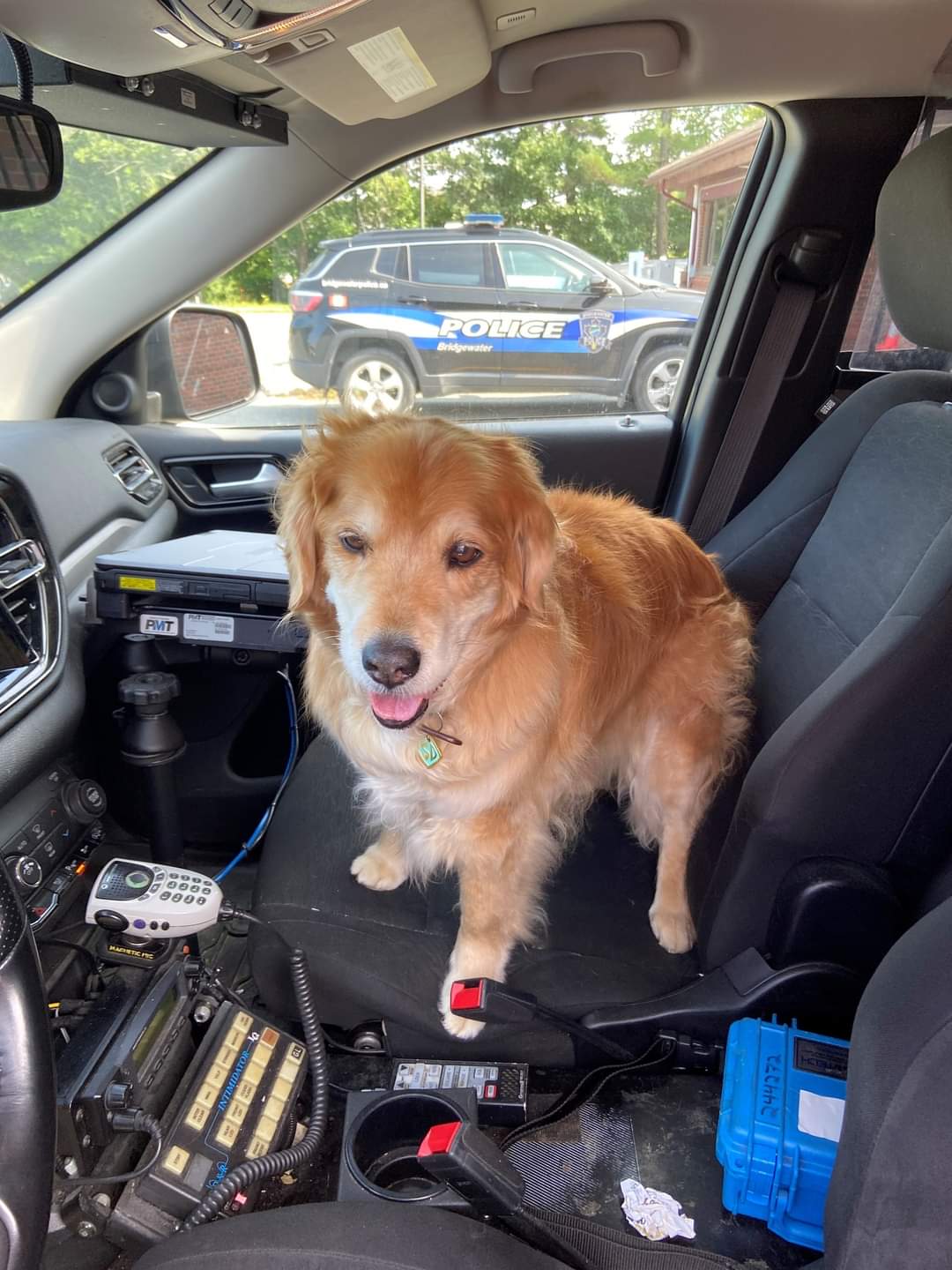 Bridgewater - This Good Boy was found wandering in the area of Victoria Road this afternoon