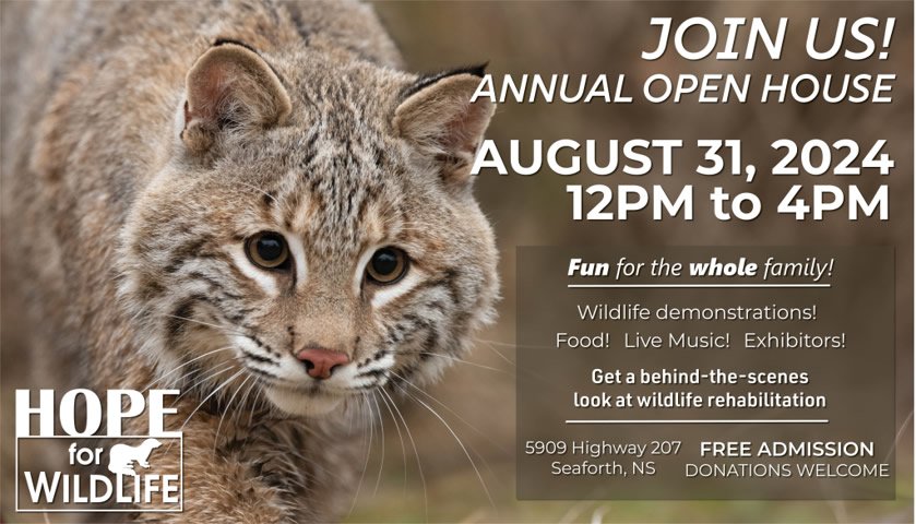 Hope for Wildlife's Annual Open House is our biggest fundraiser each year, attracting thousands of visitors