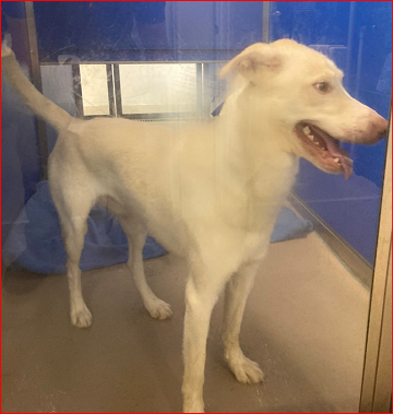 Found pets currently in the care of Halifax Animal Services