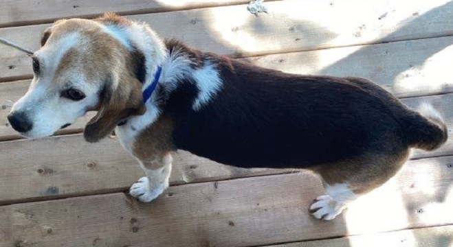 Found pets currently in the care of Halifax Animal Services