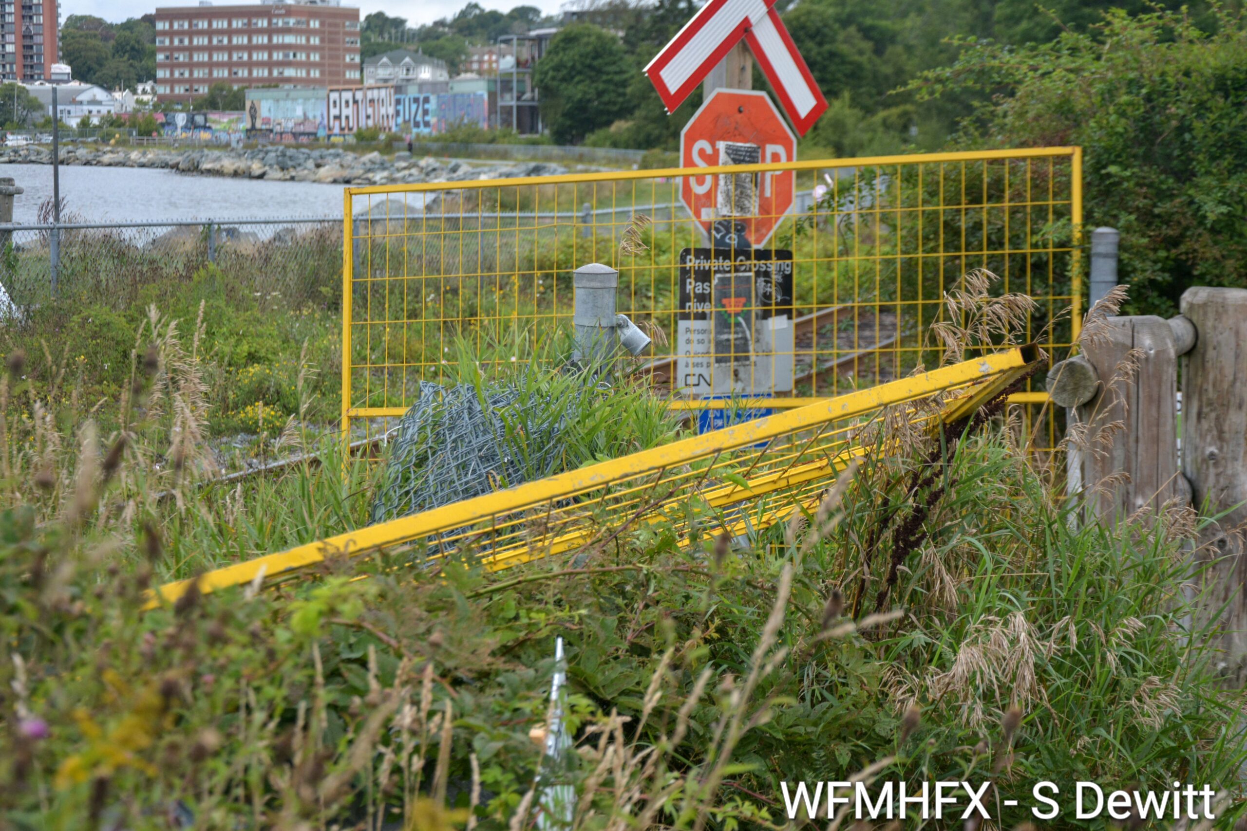 In photos - Users of the trails in Woodside were shocked to find the trails fenced off and signs of upcoming events ng construction (orange markers and painted lines) at Dartmouth Cove