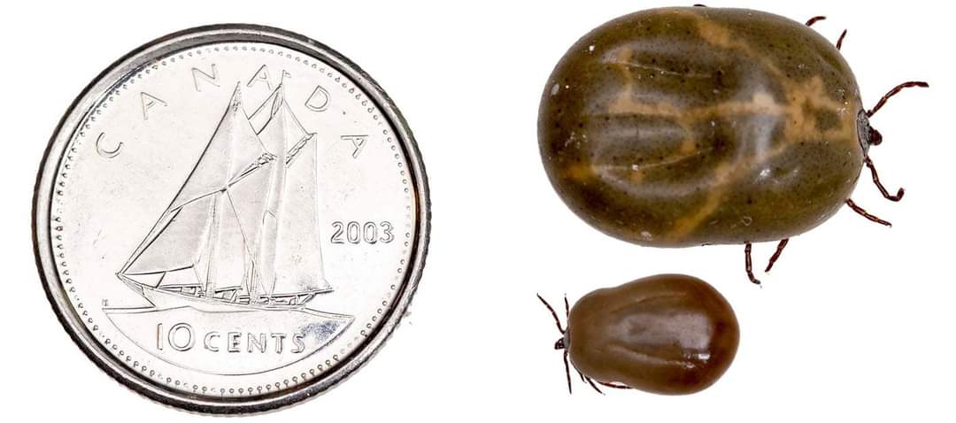 Tick Safety - What you need to know