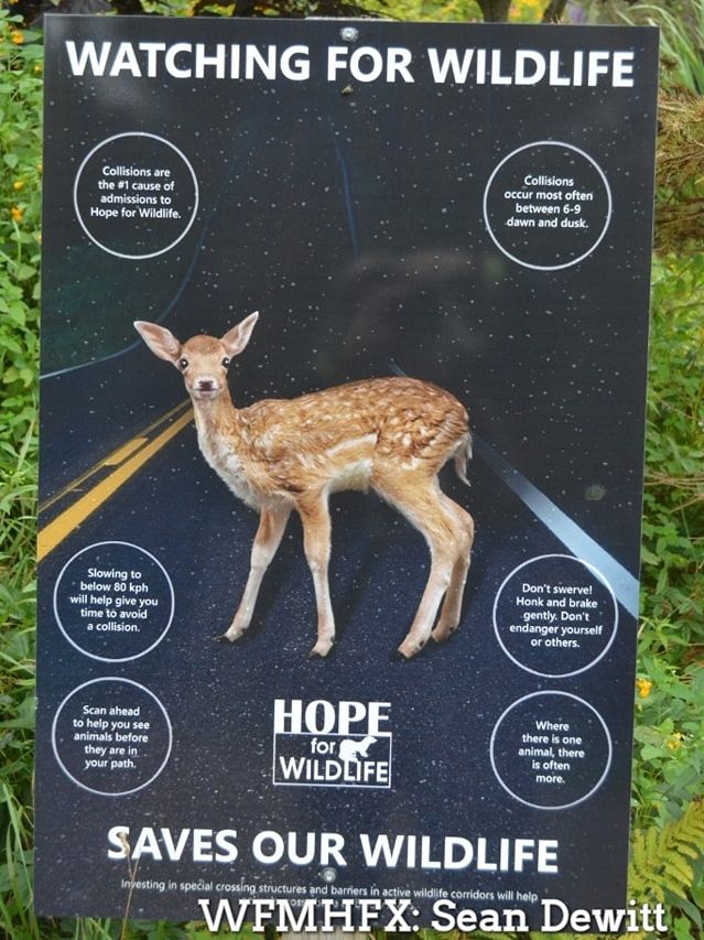 Repost - Tips for Preventing Wildlife Vehicle Collisions via Watch for Wildlife