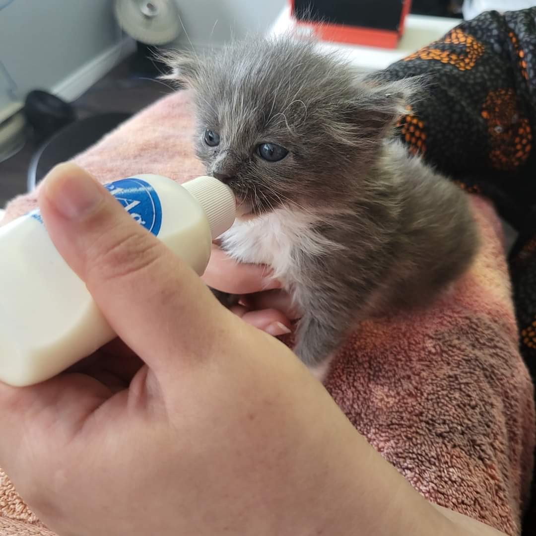 NS SPCA Fosters needed