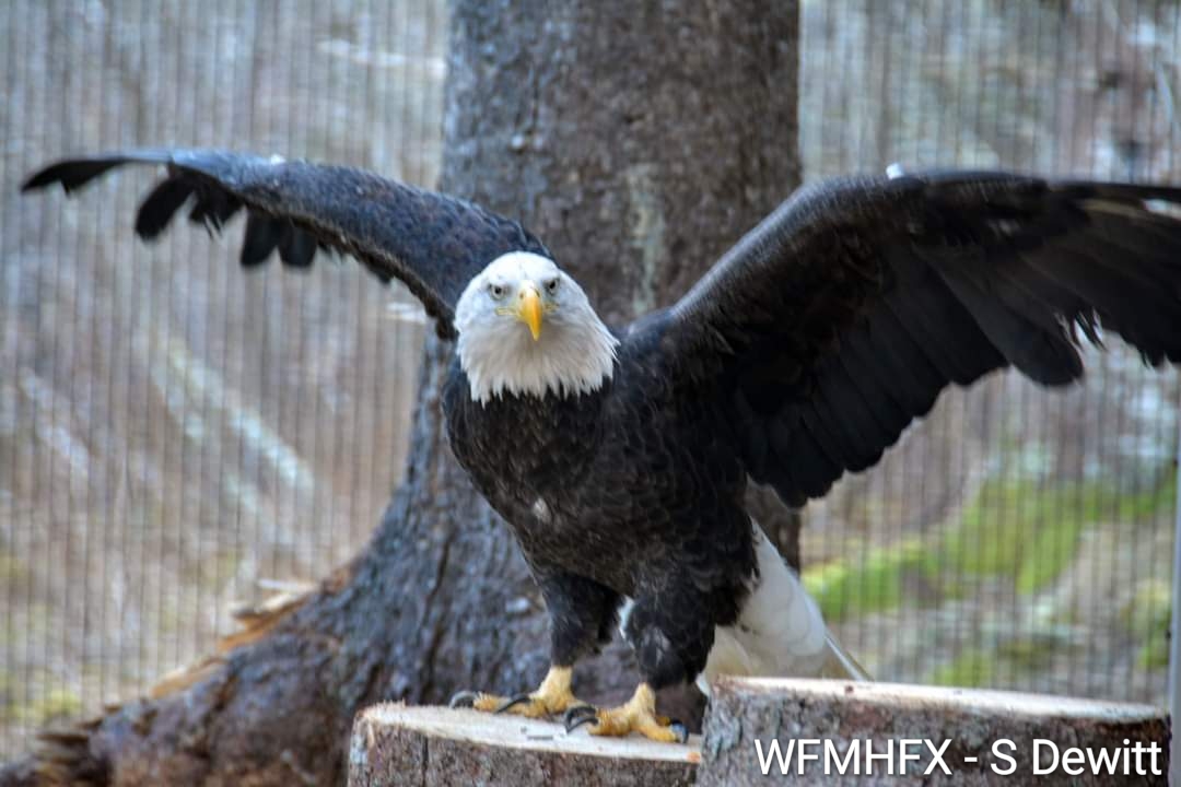 Hope for Wildlife - Our annual open house is two weeks away! August 31st from 12PM to 4PM!