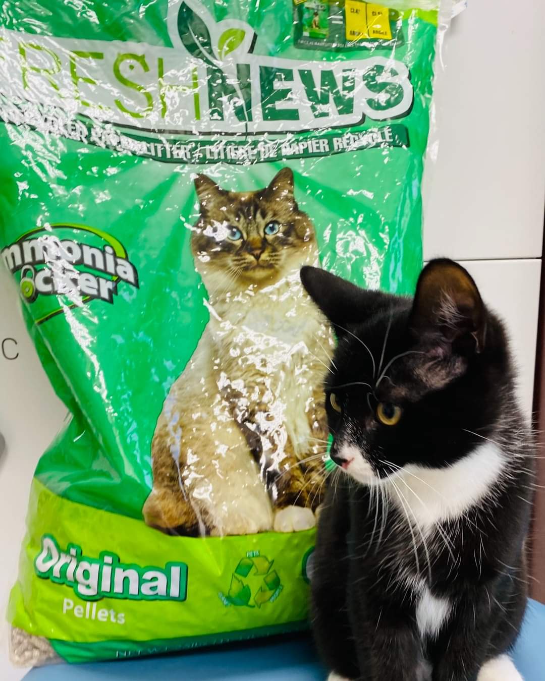 NS SPCA - Help Us Keep Our Cats Happy and Healthy!