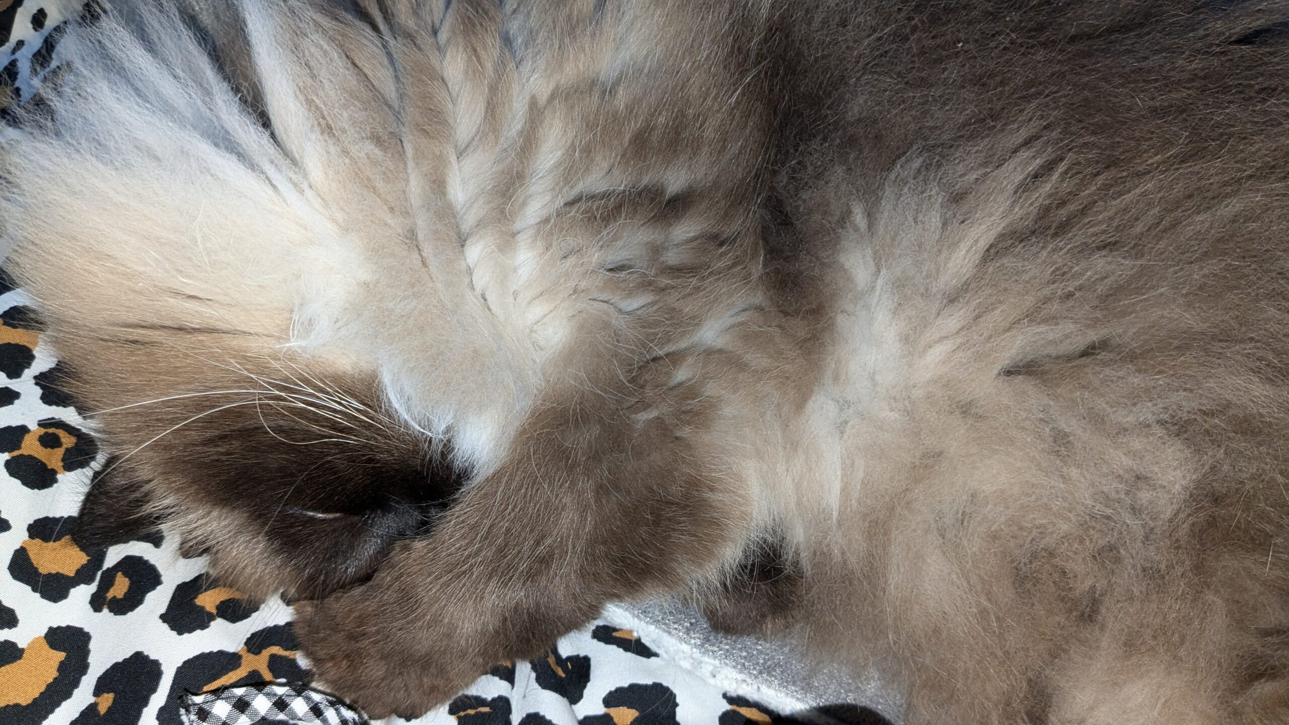 Today is International Cat Day