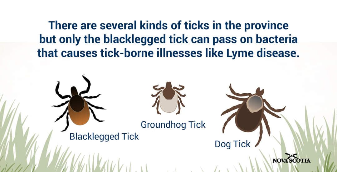 Did you know: A tick identification service called E-Tick is available to Nova Scotians?