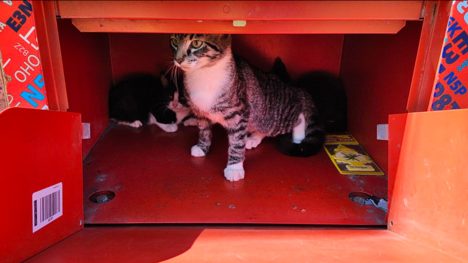 Nova Scotia SPCA Enforcement Department is asking for the public's assistance concerning three kittens dropped into a Canada Post mailbox in Halifax