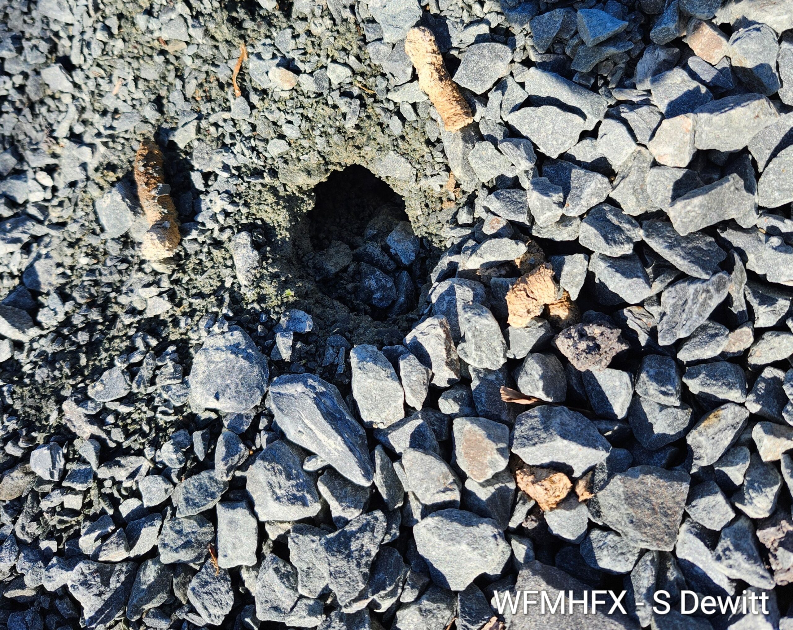 Turtle nests are starting to hatch across the province, including this fresh snapping turtle nest