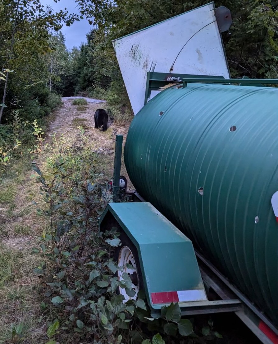 Bear from yesterday's incident released safely