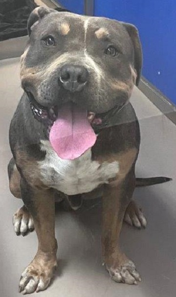 Found pets currently in the care of Halifax Animal Services