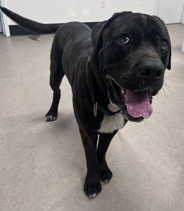 Found pets currently in the care of Halifax Animal Services